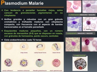Plasmodium Malarie 
1) TROFOZOITO INMADURO Y MADURO 
2) ESQUIZONTE INMADURO Y MADURO 
3) GAMETOCITOS 
 Con tendencia a parasitar hematies viejos, estos 
carecen de granulaciones pigmentarias en su 
citoplasma 
 Anillos grandes y robustos con un gran gránulo 
cromatinico y trofozoito maduros con citoplasma 
compacto, con frecuencia con el aspecto de bandas 
transversales en el hematíe parasitado 
 Esquizontes maduros pequeños, con un número 
escasos de merozoitos (8-9) que se disponen en roseta, 
con gránulos de hemozoina, pardo oscuro, centrales 
 Ciclo endoeritrocitico cada 72 horas 
 