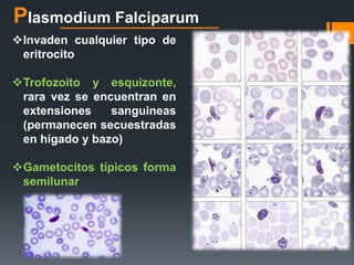 Plasmodium Falciparum 
Invaden cualquier tipo de 
eritrocito 
Trofozoito y esquizonte, 
rara vez se encuentran en 
extensiones sanguineas 
(permanecen secuestradas 
en hígado y bazo) 
Gametocitos típicos forma 
semilunar 
 