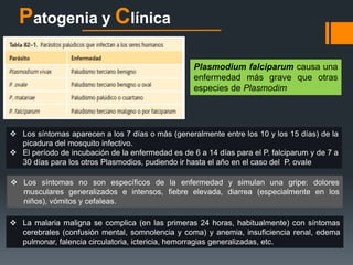 Patogenia y Clínica 
Plasmodium falciparum causa una 
enfermedad más grave que otras 
especies de Plasmodim 
 Los síntomas aparecen a los 7 días o más (generalmente entre los 10 y los 15 días) de la 
picadura del mosquito infectivo. 
 El período de incubación de la enfermedad es de 6 a 14 días para el P. falciparum y de 7 a 
30 días para los otros Plasmodios, pudiendo ir hasta el año en el caso del P. ovale 
 Los síntomas no son específicos de la enfermedad y simulan una gripe: dolores 
musculares generalizados e intensos, fiebre elevada, diarrea (especialmente en los 
niños), vómitos y cefaleas. 
 La malaria maligna se complica (en las primeras 24 horas, habitualmente) con síntomas 
cerebrales (confusión mental, somnolencia y coma) y anemia, insuficiencia renal, edema 
pulmonar, falencia circulatoria, ictericia, hemorragias generalizadas, etc. 
 