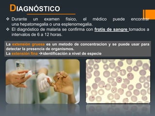 DIAGNÓSTICO 
 Durante un examen físico, el médico puede encontrar 
una hepatomegalia o una esplenomegalia. 
 El diagnóstico de malaria se confirma con frotis de sangre tomados a 
intervalos de 6 a 12 horas. 
La extensión gruesa es un metodo de concentracion y se puede usar para 
detectar la presencia de organismos. 
La extensión fina identificación a nivel de especie 
 