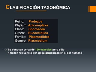 CLASIFICACIÓN TAXONÓMICA 
Reino: Protozoa 
Phylium: Apicomplexa 
Clase: Sporozoea 
Orden: Eucoccidiida 
Familia: Plasmodiidae 
Genero: Plasmodium 
 Se conocen cerca de 150 especies pero sólo 
4 tienen relevancia por su patogenicidad en el ser humano 
 