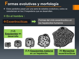 Formas evolutivas y morfología 
 Estos parásitos pasan por una serie de estadios evolutivos y estos se 
caracterizan en los 2 hospederos que se desarrollan. 
 En el hombre : 
Exoeritrocíticas 
Formas del cíclo exoeritrocitico en 
los hepatocitos humanos 
(1,2) 
Esquizontes en 
desarrollo 
(3,4) Esquizontes maduros 
en un hepatocito. 
(5) Merozoitos 
exoeritrociticos 
 