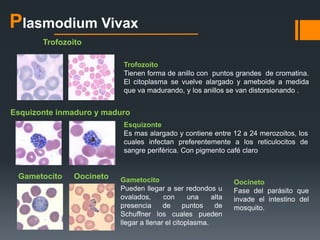 Plasmodium Vivax 
Trofozoito 
Trofozoito 
Tienen forma de anillo con puntos grandes de cromatina. 
El citoplasma se vuelve alargado y ameboide a medida 
que va madurando, y los anillos se van distorsionando . 
Esquizonte inmaduro y maduro 
Esquizonte 
Es mas alargado y contiene entre 12 a 24 merozoitos, los 
cuales infectan preferentemente a los reticulocitos de 
sangre periférica. Con pigmento café claro 
Gametocito 
Pueden llegar a ser redondos u 
ovalados, con una alta 
presencia de puntos de 
Schuffner los cuales pueden 
llegar a llenar el citoplasma. 
Oocineto 
Fase del parásito que 
invade el intestino del 
mosquito. 
Gametocito Oocineto 
 