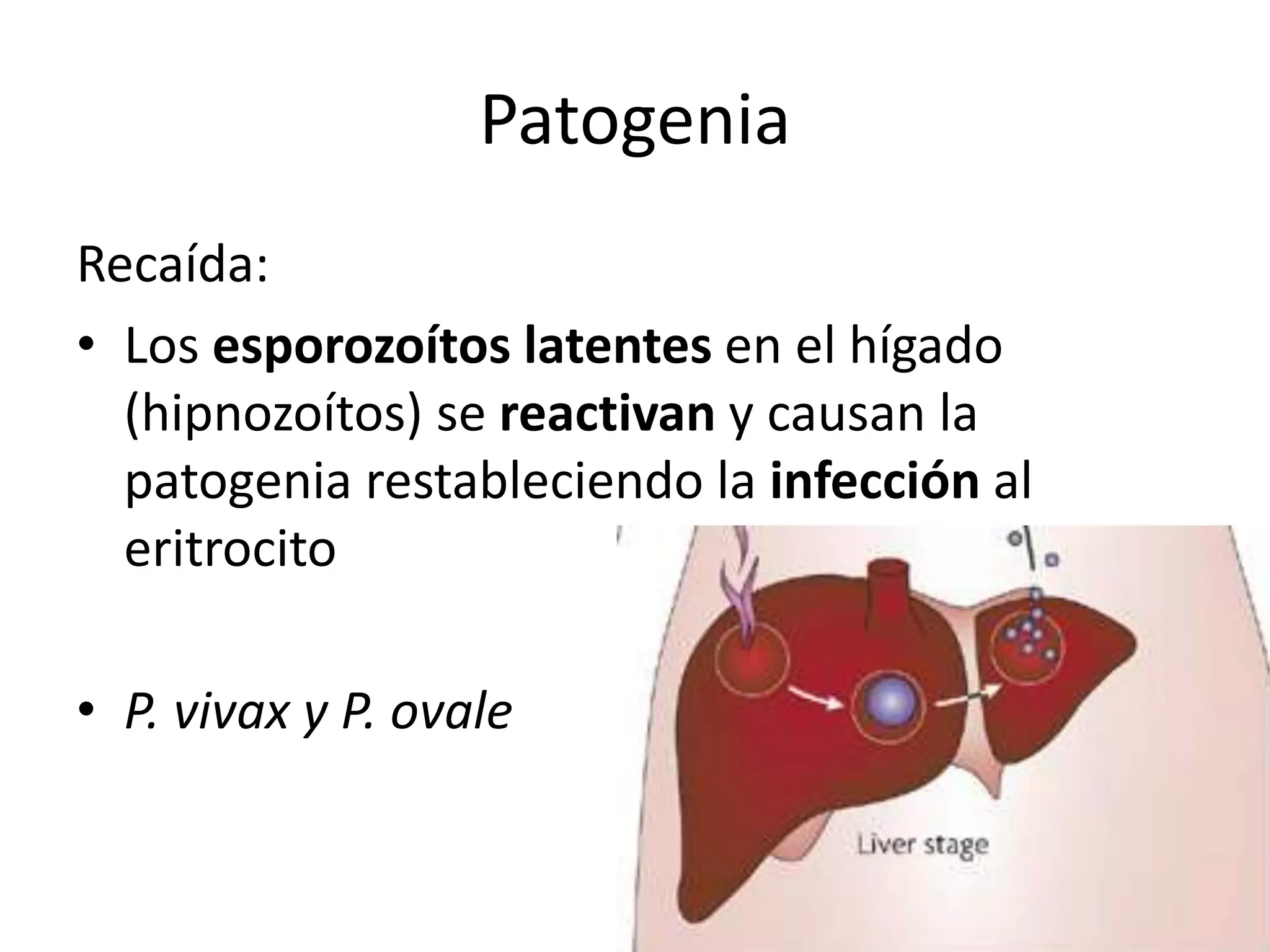 PatogeniaRecaída:Los esporozoítos latentes en el hígado (hipnozoítos) se reactivan y causan la patogenia restableciendo la infección al eritrocitoP. vivax y P. ovale