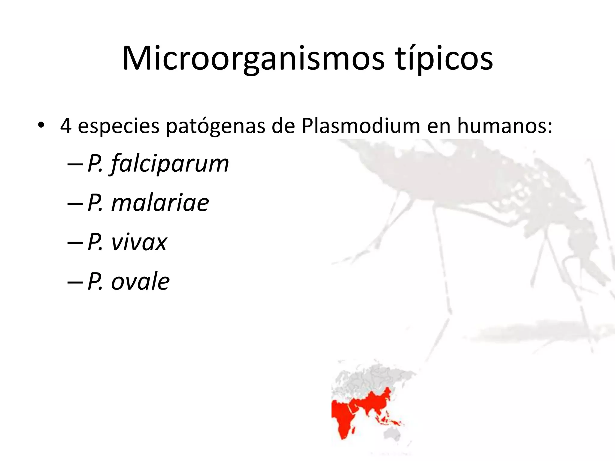 Microorganismos típicos4 especies patógenas de Plasmodium en humanos:P. falciparumP. malariaeP. vivaxP. ovale