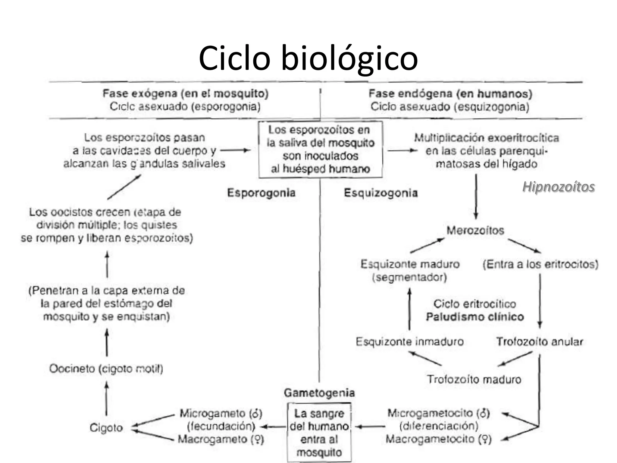 Ciclo biológicoHipnozoítos