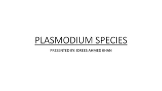 PLASMODIUM SPECIES
PRESENTED BY: IDREES AHMED KHAN
 