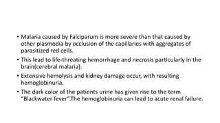 • Malaria caused by Falciparum is more severe than that caused by
other plasmodia by occlusion of the capillaries with aggregates of
parasitized red cells.
• This lead to life-threating hemorrhage and necrosis particularly in the
brain(cerebral malaria).
• Extensive hemolysis and kidney damage occur, with resulting
hemoglobinuria.
• The dark color of the patients urine has given rise to the term
“Blackwater fever”.The hemoglobinuria can lead to acute renal failure.
 