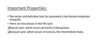 Important Properties:
• The vector and definitive host for plasmodia is the female Anopheles
mosquito.
• There are two phases in the life cycle
Sexual cycle: which occurs primarily in Mosquitoes.
Asexual cycle: which occurs in humans, the intermediate hosts.
 