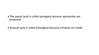 The sexual cycle is called sporogony because sporozoites are
produced.
Asexual cycle is called Schizogony because schizonts are made.
 