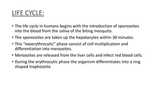 LIFE CYCLE:
• The life cycle in humans begins with the introduction of sporozoites
into the blood from the saliva of the biting mosquito.
• The sporozoites are taken up the hepatocytes within 30 minutes.
• This “exoerythrocytic” phase consist of cell multiplication and
differentiation into merozoites.
• Merozoites are released from the liver cells and infect red blood cells.
• During the erythrocytic phase the organism differentiates into a ring
shaped trophozoite
 