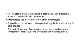 • The ring form grows into an ameboid form and then differentiates
into a schizonts filled with merozoites.
• After release the merozoites infect other erythrocytes.
• This cycle in the red blood cells repeats at regular intervals typical for
each species.
• The periodic release of merozoites causes the typical recurrent
symptoms of chills. Fever and sweats seen in malaria patients.
 