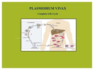 PLASMODIUM VIVAX
Complete Life Cycle
 