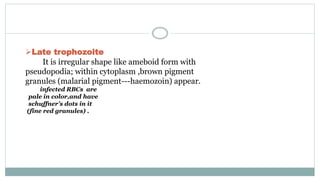 Late trophozoite
It is irregular shape like ameboid form with
pseudopodia; within cytoplasm ,brown pigment
granules (malarial pigment---haemozoin) appear.
infected RBCs are
pale in color,and have
schuffner’s dots in it
(fine red granules) .
 