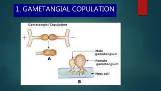 1. GAMETANGIAL COPULATION
 