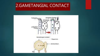 2.GAMETANGIAL CONTACT
 