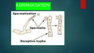 4.SPERMATIATION
 