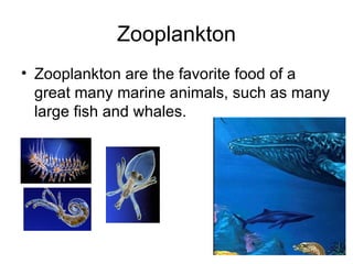 Zooplankton Zooplankton are the favorite food of a great many marine animals, such as many large fish and whales.  