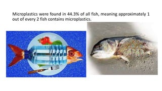 Microplastics were found in 44.3% of all fish, meaning approximately 1
out of every 2 fish contains microplastics.
 