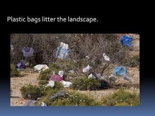 Plastic bags litter the landscape.
 
