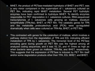  MHET, the product of PETase-mediated hydrolysis of BHET and PET, was
a very minor component in the supernatant of I. sakaiensis cultured on
PET film, indicating rapid MHET metabolism. Several PET hydrolytic
enzymes have been confirmed to hydrolyze MHET. To identify enzymes
responsible for PET degradation in I. sakaiensis cultures, RNA-sequenced
transcriptomes of I. sakaiensis cells growing on maltose, disodium
terephthalate (TPA-Na), BHET, or PET film. The catabolic genes for TPA
and the metabolite protocatechuic acid (PCA) were up-regulated
dramatically when cells were cultured on TPA-Na, BHET, or PET film.
 This contrasted with genes for the catabolism of maltose, which involves a
pathway distinct from the degradation of TPA and EG, indicating efficient
metabolism of TPA by I. sakaiensis. The transcript level of the PETase
encoding gene during growth on PET film was the highest among all
analyzed coding sequences, and it was 15, 31, and 41 times as high as
when bacteria were grown on maltose, TPA-Na, and BHET, respectively.
This suggests that the expression of PETase is induced by PET film itself
and/or some degradation products other than TPA, EG, MHET, and BHET.
 