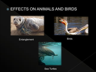  EFFECTS ON ANIMALS AND BIRDS
Entanglement Birds
Sea Turtles
 