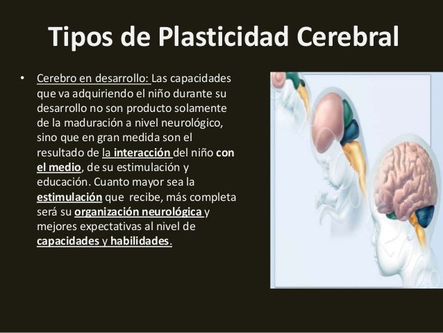 https://image.slidesharecdn.com/plasticidadcerebral-131105195634-phpapp02/95/plasticidad-cerebral-7-638.jpg?cb=1383681488
