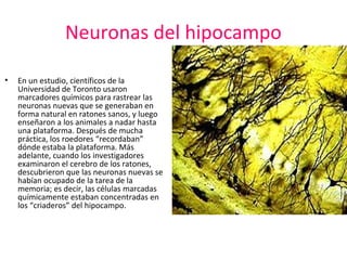 Neuronas del hipocampo
•

En un estudio, científicos de la
Universidad de Toronto usaron
marcadores químicos para rastrear las
neuronas nuevas que se generaban en
forma natural en ratones sanos, y luego
enseñaron a los animales a nadar hasta
una plataforma. Después de mucha
práctica, los roedores “recordaban”
dónde estaba la plataforma. Más
adelante, cuando los investigadores
examinaron el cerebro de los ratones,
descubrieron que las neuronas nuevas se
habían ocupado de la tarea de la
memoria; es decir, las células marcadas
químicamente estaban concentradas en
los “criaderos” del hipocampo.

 