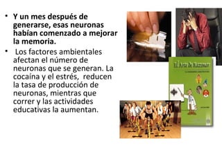 • Y un mes después de
generarse, esas neuronas
habían comenzado a mejorar
la memoria.
• Los factores ambientales
afectan el número de
neuronas que se generan. La
cocaína y el estrés, reducen
la tasa de producción de
neuronas, mientras que
correr y las actividades
educativas la aumentan.

 