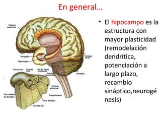 En general…
• El hipocampo es la
estructura con
mayor plasticidad
(remodelación
dendrítica,
potenciación a
largo plazo,
recambio
sináptico,neurogé
nesis)

 
