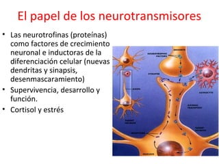 El papel de los neurotransmisores
• Las neurotrofinas (proteínas)
como factores de crecimiento
neuronal e inductoras de la
diferenciación celular (nuevas
dendritas y sinapsis,
desenmascaramiento)
• Supervivencia, desarrollo y
función.
• Cortisol y estrés

 