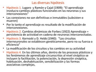 Las diversas hipótesis
• Hipótesis 1. Lugaro y Ramón y Cajal (1909): “El aprendizaje
involucra cambios plásticos funcionales en las neuronas y sus
interconexiones”
• Las conexiones no son definitivas e inmutables (subsisten o
mueren)
• Por lo tanto el aprendizaje es resultado de la modificación de
interconexiones.
• Hipótesis 2. Cambios dinámicos de Forbes (1922) Aprendizaje =
persistencia de actividad en cadena de neuronas interconectadas.
• Hipótesis 3. Kornoski y D. Hebb (1940): “Los circuitos
interneuronales se establecen genéticamente, pero no su fuerza o
eficiencia”
• La modificación de los circuitos y los cambios en su actividad
• Hipótesis 4. En los últimos años, dentro de los procesos plásticos y
los fenómenos de aprendizaje circunscritos al nivel sináptico se
incluyen la facilitación, la potenciación, la depresión sináptica,
habituación, deshabituación, sensibilización y las formas
asociativas complejas,

 