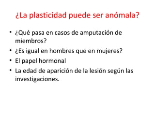 ¿La plasticidad puede ser anómala?
• ¿Qué pasa en casos de amputación de
miembros?
• ¿Es igual en hombres que en mujeres?
• El papel hormonal
• La edad de aparición de la lesión según las
investigaciones.

 