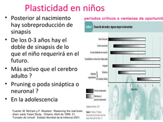 Plasticidad en niños
• Posterior al nacimiento
hay sobreproducción de
sinapsis
• De los 0-3 años hay el
doble de sinapsis de lo
que el niño requerirá en el
futuro.
• Más activo que el cerebro
adulto ?
• Pruning o poda sináptica o
neuronal ?
• En la adolescencia
Fuente: M. McCain y F. Mustard.  Reserving the real brain
drain: early Years Study.  Ontario, Abril de 1999: 31.
Tomado de Unicef.  Estado Mundial de la Infancia 2001.

períodos críticos o ventanas de oportunida

 