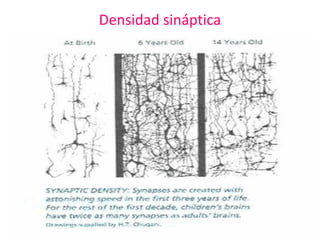 Densidad sináptica

 