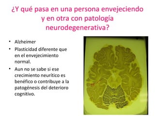 ¿Y qué pasa en una persona envejeciendo
y en otra con patología
neurodegenerativa?
• Alzheimer
• Plasticidad diferente que
en el envejecimiento
normal.
• Aun no se sabe si ese
crecimiento neurítico es
benéfico o contribuye a la
patogénesis del deterioro
cognitivo.

 