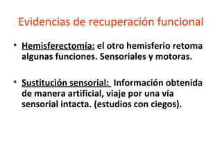 Evidencias de recuperación funcional
• Hemisferectomía: el otro hemisferio retoma
algunas funciones. Sensoriales y motoras.
• Sustitución sensorial: Información obtenida
de manera artificial, viaje por una vía
sensorial intacta. (estudios con ciegos).

 
