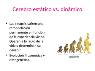 Cerebro estático vs. dinámico
• Las sinapsis sufren una
remodelación
permanente en función
de la experiencia vivida.
Operan a lo largo de la
vida y determinan su
devenir.
• Evolución filogenética y
ontogenética.

 
