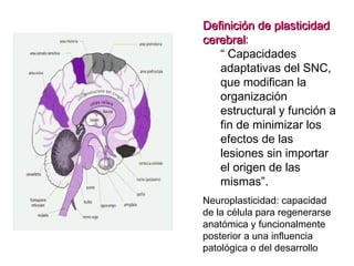 Definición de plasticidad
cerebral:
cerebral
“ Capacidades
adaptativas del SNC,
que modifican la
organización
estructural y función a
fin de minimizar los
efectos de las
lesiones sin importar
el origen de las
mismas”.
Neuroplasticidad: capacidad
de la célula para regenerarse
anatómica y funcionalmente
posterior a una influencia
patológica o del desarrollo

 