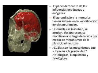 – El papel detonante de las
influencias endógenas y
exógenas.
– El aprendizaje y la memoria
tienen su base en la modificación
de vías neuronales.
– Las huellas se inscriben, se
asocian, desaparecen, se
modifican a lo largo de la vida por
medio de mecanismos de la
plasticidad neuronal.
– ¿Cuáles son los mecanismos que
subyacen a la plasticidad?
Histológicos, bioquímicos y
fisiológicos

 