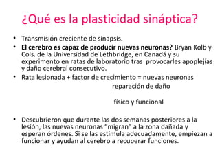 ¿Qué es la plasticidad sináptica?
• Transmisión creciente de sinapsis.
• El cerebro es capaz de producir nuevas neuronas? Bryan Kolb y
Cols. de la Universidad de Lethbridge, en Canadá y su
experimento en ratas de laboratorio tras provocarles apoplejías
y daño cerebral consecutivo.
• Rata lesionada + factor de crecimiento = nuevas neuronas
reparación de daño
físico y funcional
• Descubrieron que durante las dos semanas posteriores a la
lesión, las nuevas neuronas “migran” a la zona dañada y
esperan órdenes. Si se las estimula adecuadamente, empiezan a
funcionar y ayudan al cerebro a recuperar funciones.

 