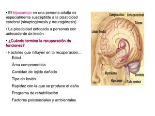 • El hipocampo en una persona adulta es
especialmente susceptible a la plasticidad
cerebral (sinaptogénesis y neurogénesis)
• La plasticidad enfocada a personas con
antecedente de lesión
• ¿Cuándo termina la recuperación de
funciones?
• Factores que influyen en la recuperación…
Edad
Área comprometida
Cantidad de tejido dañado
Tipo de lesión
Rapidez con la que se produce el daño
Programa de rehabilitación
Factores psicosociales y ambientales

 