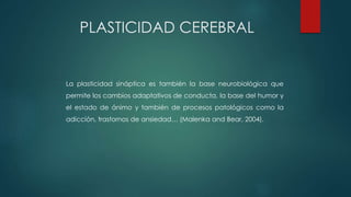 La plasticidad sináptica es también la base neurobiológica que
permite los cambios adaptativos de conducta, la base del humor y
el estado de ánimo y también de procesos patológicos como la
adicción, trastornos de ansiedad… (Malenka and Bear, 2004).
PLASTICIDAD CEREBRAL
 