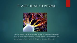El aprendizaje podría ser el resultado de una modificación morfológica
entre las interconexiones de las neuronas, similar a los fenómenos que
ocurren durante la formación de sinapsis en la vida embrionaria.
PLASTICIDAD CEREBRAL
 