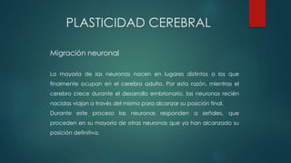 Migración neuronal
La mayoría de las neuronas nacen en lugares distintos a los que
finalmente ocupan en el cerebro adulto. Por esta razón, mientras el
cerebro crece durante el desarrollo embrionario, las neuronas recién
nacidas viajan a través del mismo para alcanzar su posición final.
Durante este proceso las neuronas responden a señales, que
proceden en su mayoría de otras neuronas que ya han alcanzado su
posición definitiva.
PLASTICIDAD CEREBRAL
 