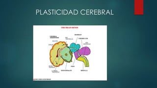 PLASTICIDAD CEREBRAL
 
