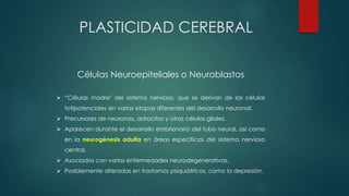 Células Neuroepiteliales o Neuroblastos
 “Células madre" del sistema nervioso, que se derivan de las células
totipotenciales en varias etapas diferentes del desarrollo neuronal.
 Precursores de neuronas, astrocitos y otras células gliales.
 Aparecen durante el desarrollo embrionario del tubo neural, así como
en la neurogénesis adulta en áreas específicas del sistema nervioso
central.
 Asociados con varias enfermedades neurodegenerativas.
 Posiblemente alteradas en trastornos psiquiátricos, como la depresión.
PLASTICIDAD CEREBRAL
 