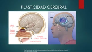 PLASTICIDAD CEREBRAL
http://escuela.med.puc.cl/paginas/Departamentos/Anatomia/Cursoenlinea/a
tlas/cap12/priat12.html
Complejo
Amígdala - Hipocampo
Corteza entorrinal
Bulbo
olfatorio
Corteza
olfatoria
primaria
 