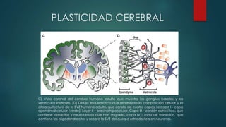 PLASTICIDAD CEREBRAL
C) Vista coronal del cerebro humano adulto que muestra los ganglios basales y los
ventrículos laterales. (D) Dibujo esquemático que representa la composición celular y la
citoarquitectura de la SVZ humano adulto, que consta de cuatro capas: la capa I - capa
ependimal celular (verde), Layer II – brecha hipocelular, Capa III – cordón astrocítico, que
contiene astrocitos y neuroblastos que han migrado, capa IV - zona de transición, que
contiene los oligodendrocitos y separa la SVZ del cuerpo estriado rica en neuronas.
 