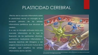 Efectos de la cascada inflamatoria sobre
la plasticidad neural. La microglía es el
receptor primario de las señales
inflamatorias periféricas que alcanzan el
cerebro.
A su vez, la microglía activada inicia una
cascada inflamatoria en la que la
liberación de las pertinentes citocinas,
quimiocinas, mediadores inflamatorios y
especies reactivas del nitrógeno y del
oxígeno induce la activación mutua de la
astroglía, que amplifica las señales
inflamatorias dentro del SNC.
http://zl.elsevier.es/es/revista/psiquiatria-biologica--46/la-inflamacion-sus-desencantos-papel-
las-citocinas-13151486-revision-2010
PLASTICIDAD CEREBRAL
 